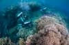 Alotau Milne Bay Tufi PNG 10