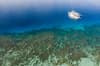 Alotau Milne Bay Tufi PNG 2