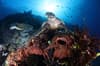 Kimbe Bay Witu Islands PNG 15