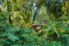Walindi Plantation Resort 20
