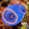 Philippines_Anilao 2
