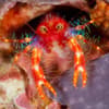 Philippines_Anilao 4