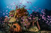 Apo Reef Occidental Mindoro scuba diving 6