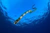 Apo Reef Occidental Mindoro scuba diving 7