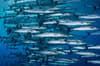 Apo Reef Occidental Mindoro scuba diving 9