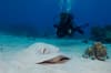 Tubbataha Reefs Diving Philippines 10