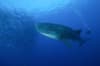 Tubbataha Reefs Diving Philippines 2