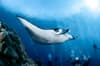 Tubbataha Reefs Diving Philippines 5