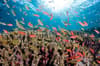 Tubbataha Reefs Diving Philippines 7