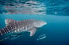 Anda Boholo Philippines Scuba Diving 4