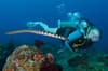 Dauin Dumaguete Apo Diving Philippines 3