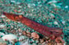 Dauin Dumaguete Apo Diving Philippines 9