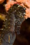 Malapascua_Seahorse_2