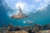 Moalboal_Sampaguita turtle