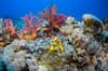 Saudi Arabia scuba diving 12