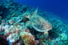 Saudi Arabia scuba diving 13