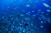 Saudi Arabia scuba diving 7