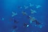 Alphonse Desroches Amirante Islands 10