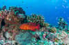 Alphonse Desroches Amirante Islands 14