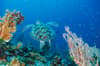 Alphonse Desroches Amirante Islands 15