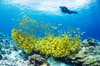 Alphonse Desroches Amirante Islands 17
