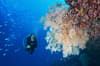 Alphonse Desroches Amirante Islands 18