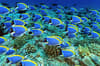 Mahe Silhouette North Island Seychelles Scuba Diving 8