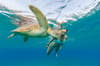 Praslin La Digue Scuba Diving 4
