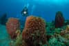 St Kitts Nevis Saba Eustatius scuba diving 4