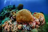 St Lucia Scuba Diving 10