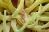 St Lucia Scuba Diving 11