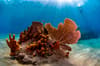 St Lucia Scuba Diving 3