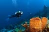St Lucia Scuba Diving 8