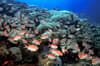 St Vincent Grenadines Scuba Diving 6
