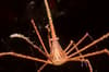 St Vincent Grenadines Scuba Diving 7