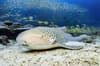 Phuket Phi Phi Krabi Lanta Scuba Diving Thailand 7