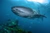 Similan Surin Richelieu Rock Scuba Diving 02