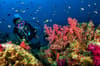 Similan Surin Richelieu Rock Scuba Diving 05