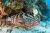 Grand Turk Island Turks Caicos Diving 6