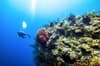 Providenciales Caicos Islands Scuba Diving 13