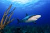 Providenciales Caicos Islands Scuba Diving 2