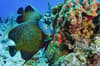 Providenciales Caicos Islands Scuba Diving 5