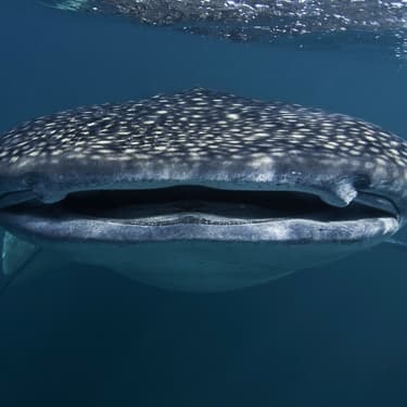 Snorkel with whale sharks, The Gulf of Tadjoura Image