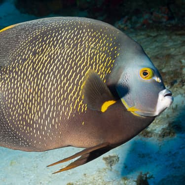 Dive the first marine reserve in Belize, Ambergris Caye Image