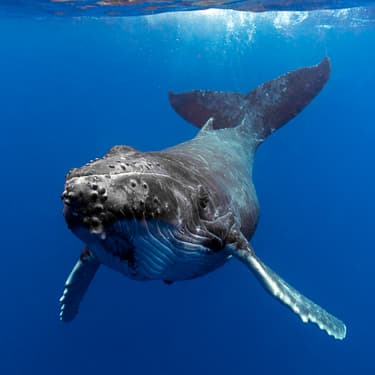 Swim with singing humpback whales Image