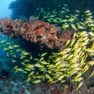 Explore Maaya Thila in South Ari Image