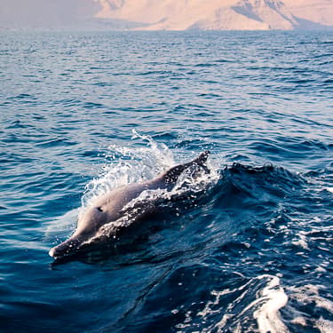 Spot dolphins, whales and mantas in Oman Image