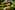 Walindi Plantation Resort 6