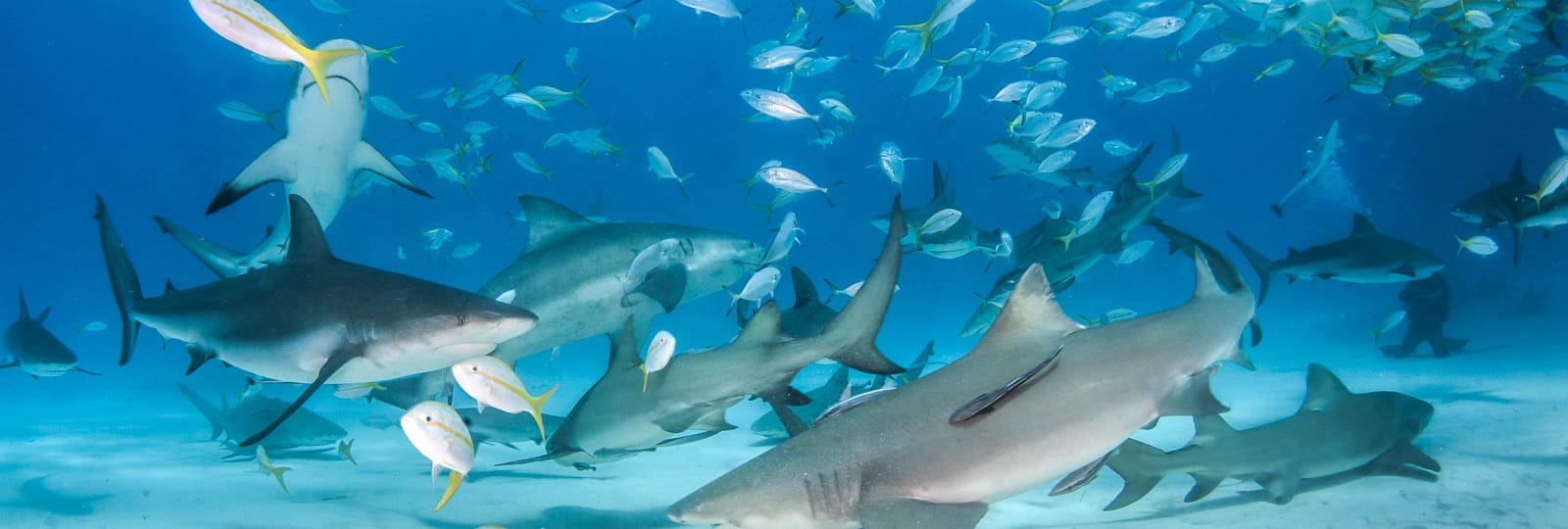 Bahamas Aggressor II