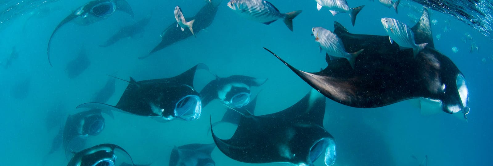 Maldives Master